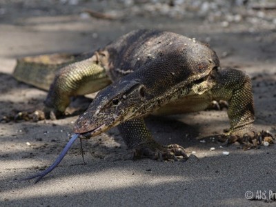 Varan skvrnitý (Varanus salvator), Jáva