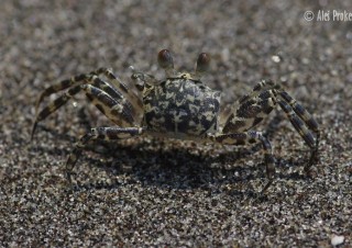 Sand bubbler crab