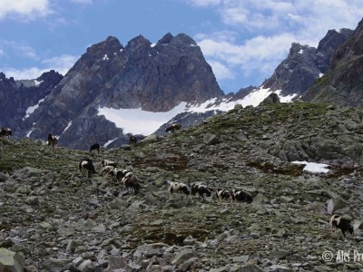 Wechnerkogel