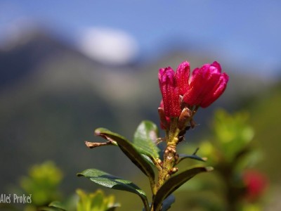 Alpská růže (Rhododendron ferrugineum)