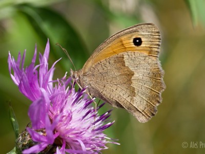 Okáč luční, Babice nad Svitavou