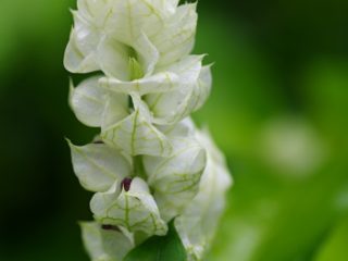 White Shrimp Plant (Justicia Betonica), Kostarika