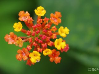 Libora proměnlivá (Lantana camara), Kostarika