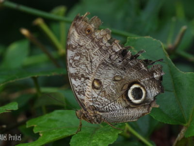 Owl Butterfly (Caligo memnon), Kostarika