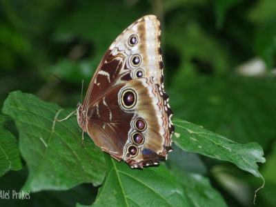 Morpho peleides, Kostarika