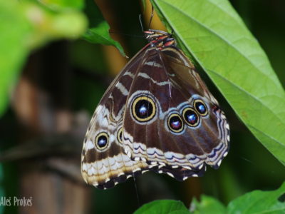 Blue Morpho, (Morpho peleides), Kostarika