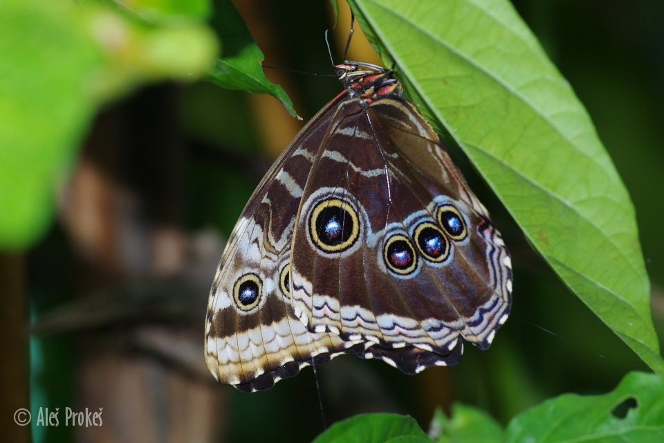 Blue Morpho, (Morpho peleides), Kostarika