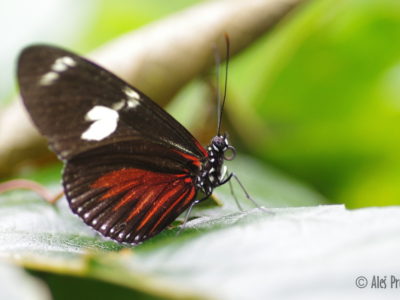 Doris Longwing (Heliconius doris), Kostarika