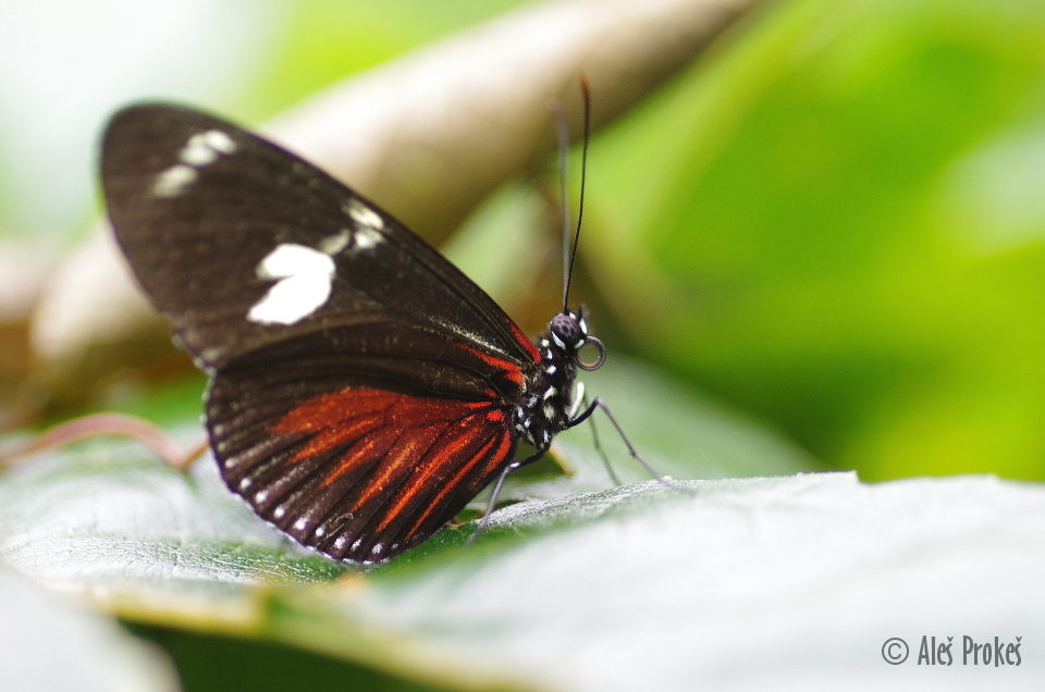 Doris Longwing (Heliconius doris), Kostarika