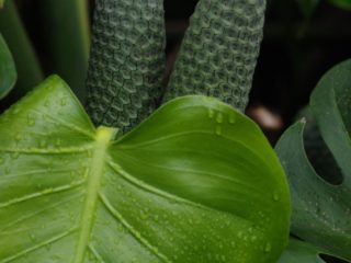 Filodendron ((Monstera deliciosa), Kostarika