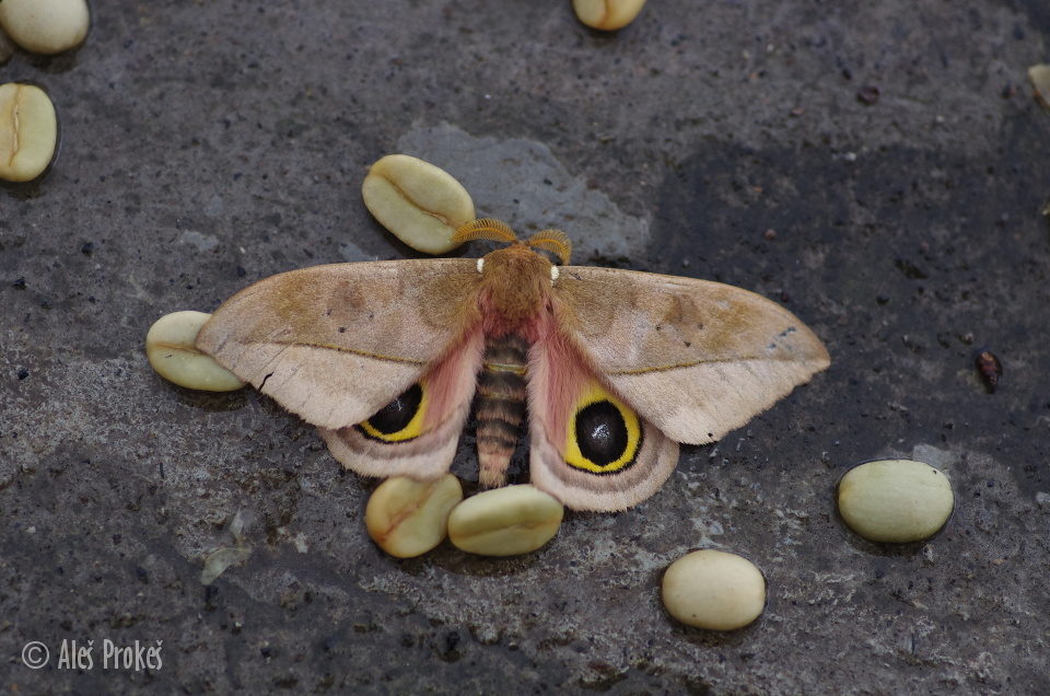 Pamina Bulls Eye Moth (Automeris cecrops pamina), Kostarika