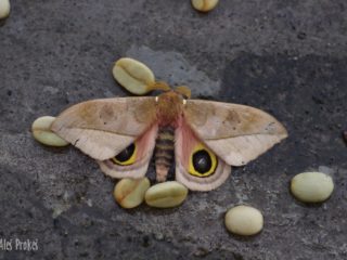 Pamina Bulls Eye Moth (Automeris cecrops pamina), Kostarika