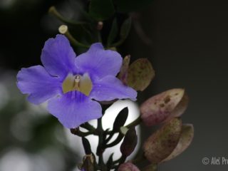 Smatavka (Thunbergia grandiflora), Kostarika