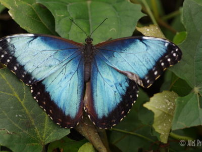 Blue Morpho, (Morpho peleides), Kostarika