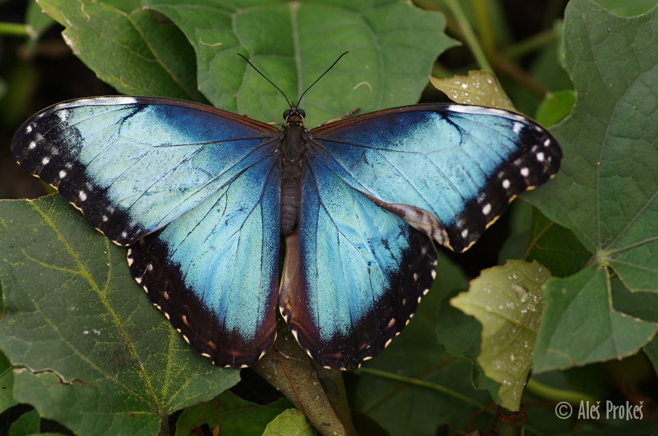 Blue Morpho, (Morpho peleides), Kostarika