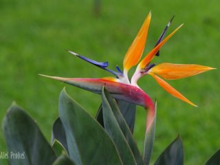 Strelície královská (Strelitzia reginae), Kostarika