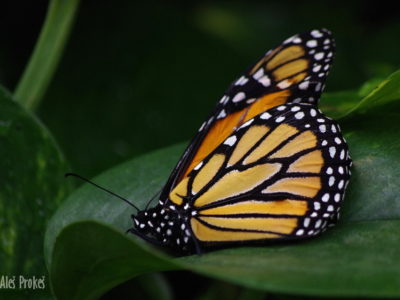 Monarcha stěhovavý (Danaus plexippus), Kostarika