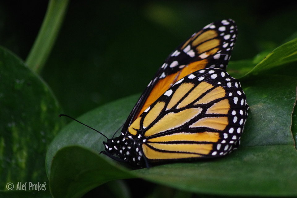 Monarcha stěhovavý (Danaus plexippus), Kostarika