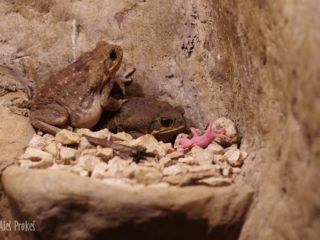 Ropucha obrovská (Rhinella marina), Kostarika