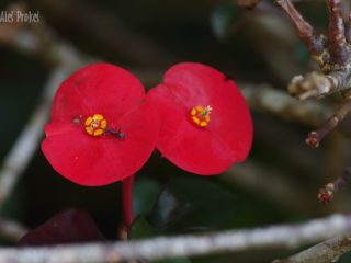 Pryšec zářivý (Euphorbia milii), Panama