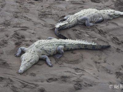 Volně žijící sladkovodní krokodýli na řece Río Grande de Tarcoles, Kostarika