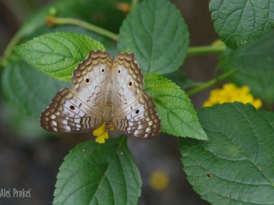 White Peacock, Anartia jatrophae, Kostarika