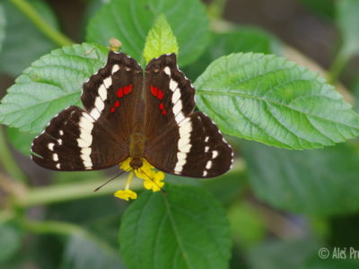 Banded peacock, Anartia fatima, Kostarika