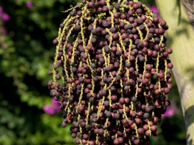 Fishtail Palm (Caryota mitis), Vietnam