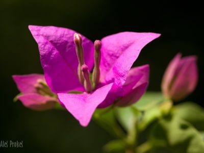 Great bougainvillea, (Bougainvillea spectabilis), Vietnam