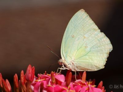 Lemon emigrant (Catopsilia pomona), Vietnam