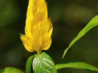 Yellow Shrimp Plant, Lollipop Plant (Pachystachys lutea), Vietnam