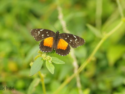 Crimson patch butterfly (Chlosyne janais), Panama