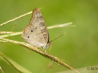 White Peacock, Anartia jatrophae, Panama