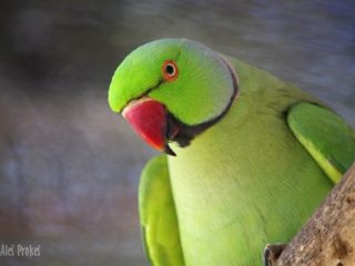 Ptačí ZOO, Bird park v Kuala Lumpuru