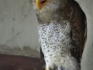 Výr malajský, ptačí ZOO v Kuala Lumpuru