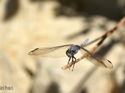 Vážka Orthetrum chrysostigma, Izrael