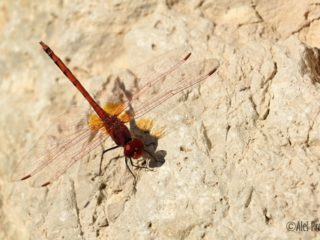 Vážka Trithemis arteriosa, Ejn Gedi, Izrael