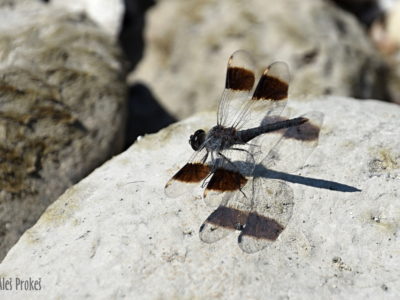 Vážka Brachythemis fuscopalliata, Izrael