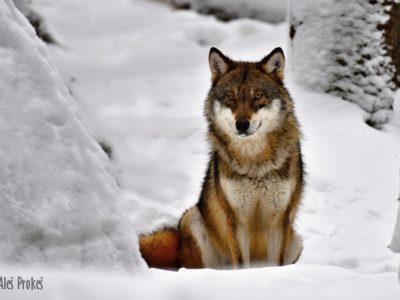 Vlk obecný, Srní, Šumava