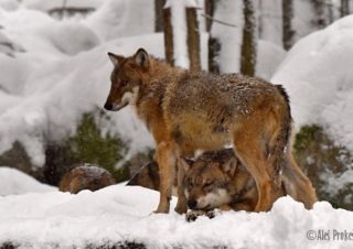 Vlk obecný, Srní, Šumava