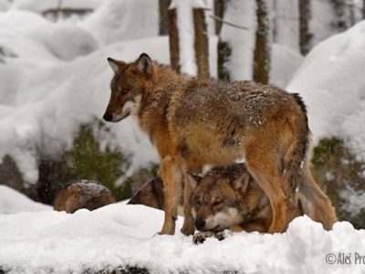 Vlk obecný, Srní, Šumava