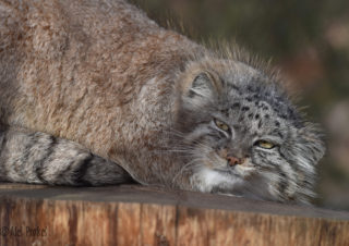 Manul (Otocolobus manul) ZOO Brno