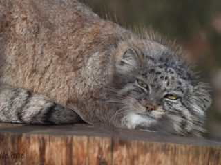 Manul (Otocolobus manul) ZOO Brno