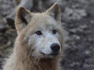 Vlk arktický, ZOO Brno