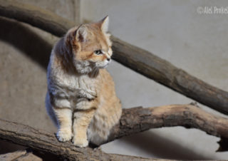 Kočka pouštní, ZOO Brno