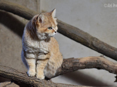 Kočka pouštní, ZOO Brno