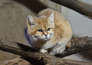 Kočka pouštní, Zoo Brno