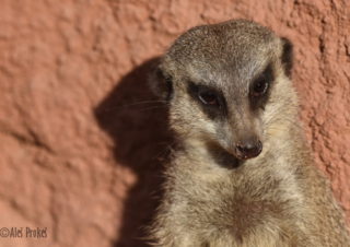 Surikata (Suricata suricatta), ZOO Brno