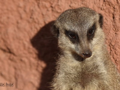 Surikata (Suricata suricatta), ZOO Brno