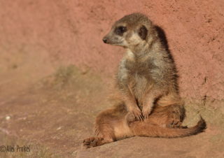 Surikata (Suricata suricatta), ZOO Brno